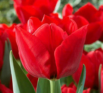 Срезка тюльпанов и карликовые лилии